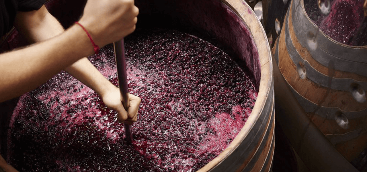 Grape fermentation